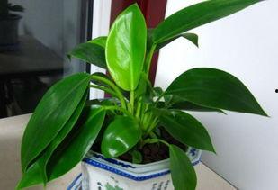 金钻的繁殖方法视频,视频揭秘高效繁殖技巧