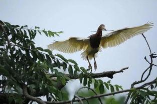 水鸟的叫声视频,揭秘自然和谐之美