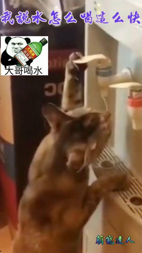 喝我水视频,一场关于友谊与信任的温馨演绎