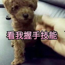 萌泰迪视频,可爱瞬间，萌化你的心